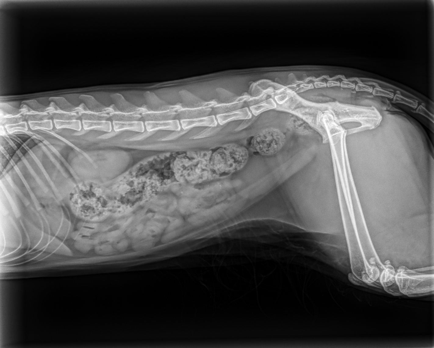 Veterinary X-Ray
